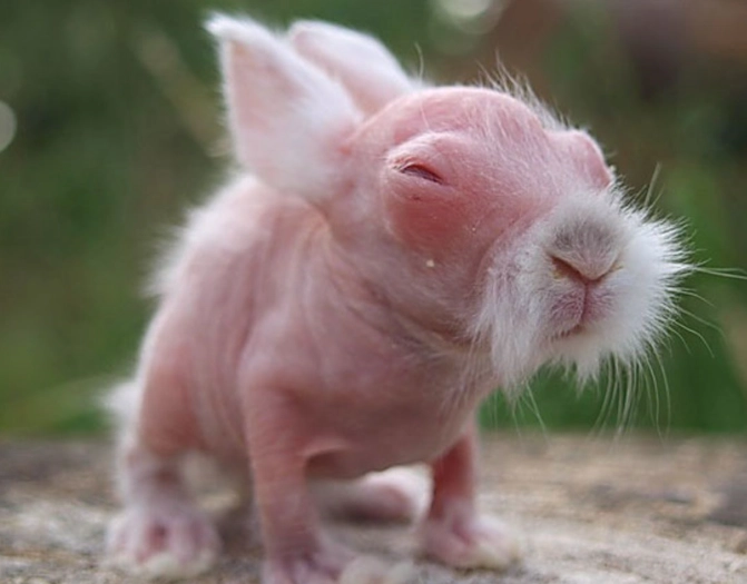 Can you get a hairless rabbit?
