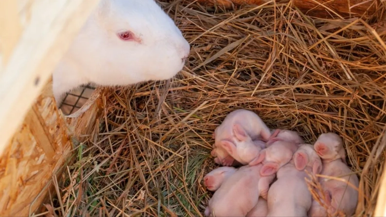 rabbit pregnancy length
