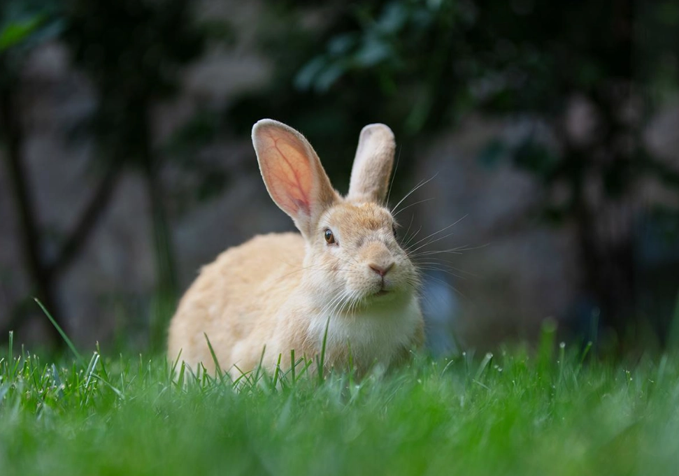 pet rabbit lifespan