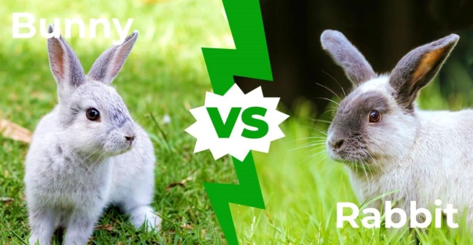 rabbit difference bunny