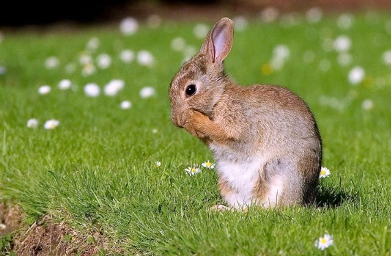 wild rabbit lifespan