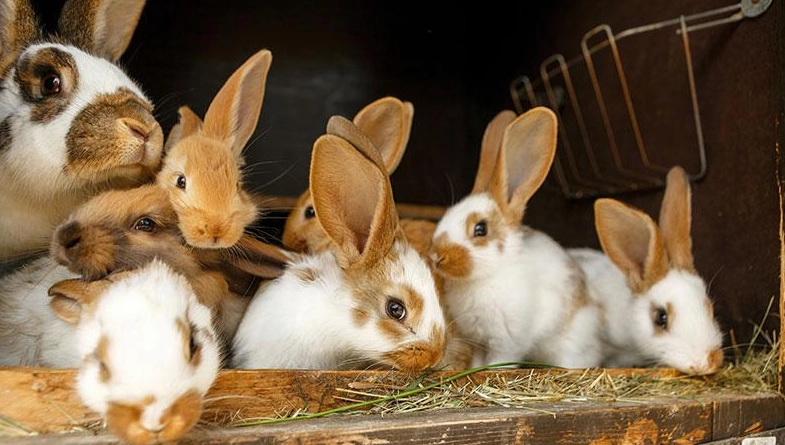 how long is the pregnancy of a rabbit