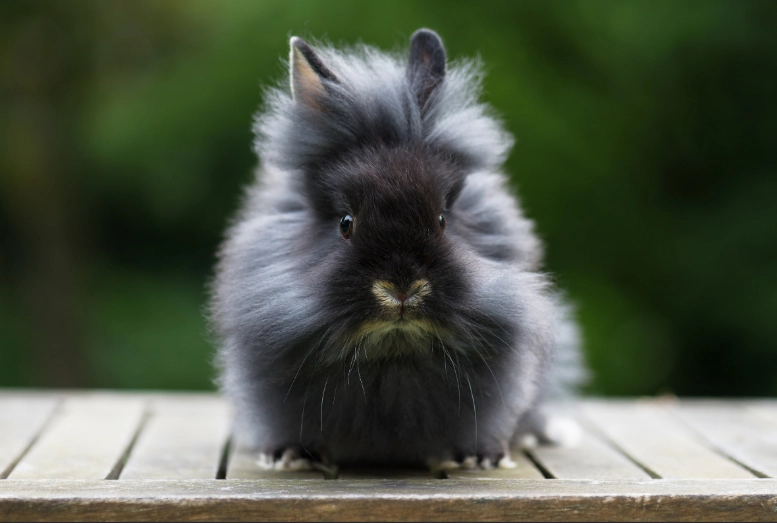 lionhead rabbit care lionhead rabbit care