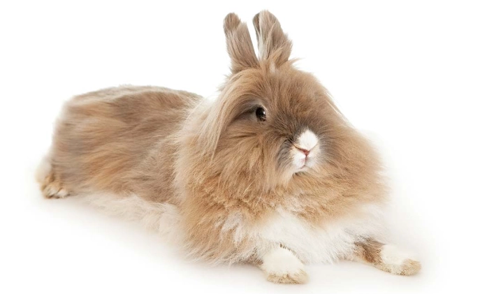 lion's mane rabbit grooming lion's mane rabbit grooming