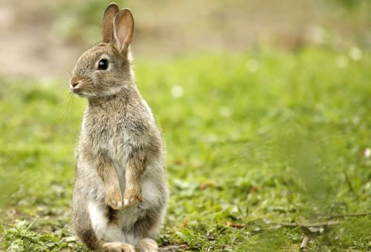 European rabbit weight