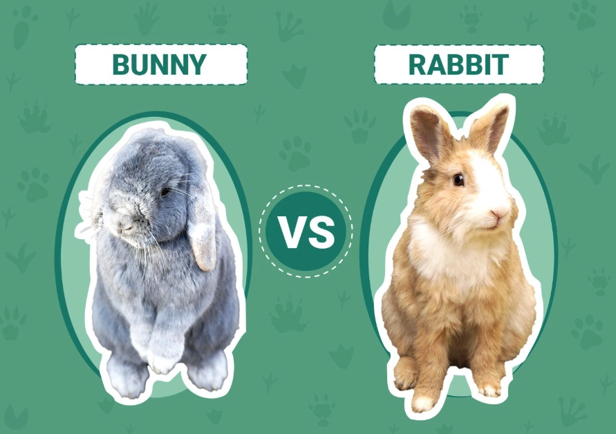 pet rabbit guide