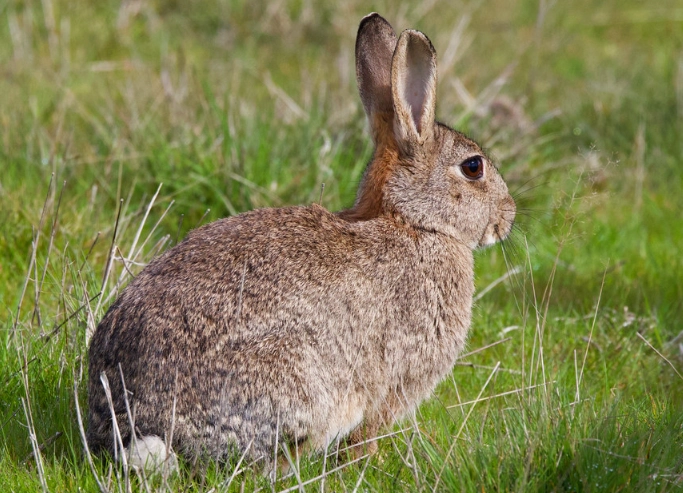 rabbit size comparison rabbit size comparison