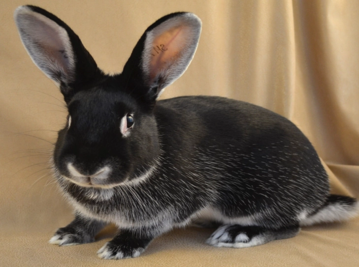 European rabbit black
