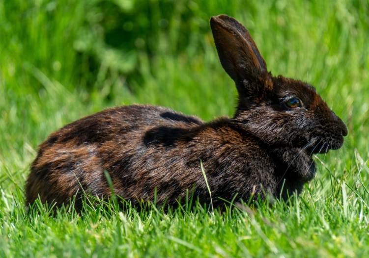 black rabbit breed