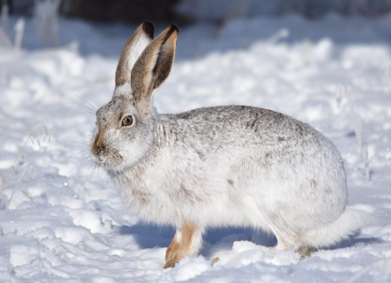 colorado cottontail