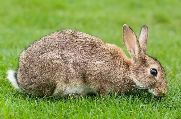 European rabbit weight