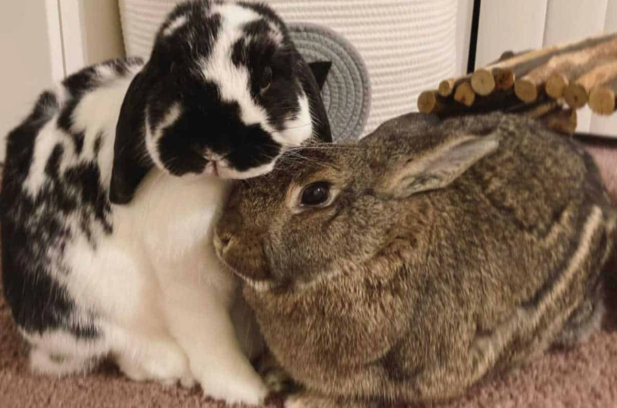 rabbit behaviors and meanings