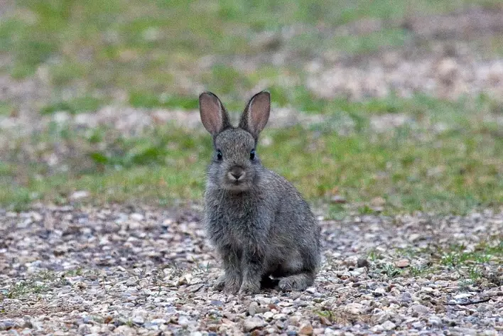 how big do European rabbits get how big do European rabbits get