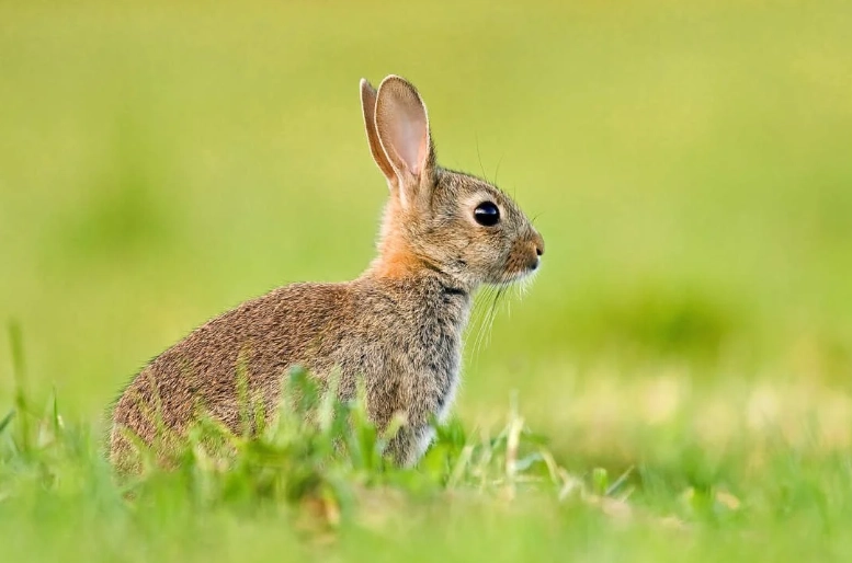 rabbit size comparison rabbit size comparison