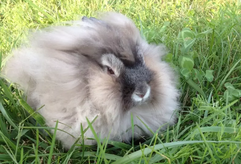 lion's mane rabbit breed