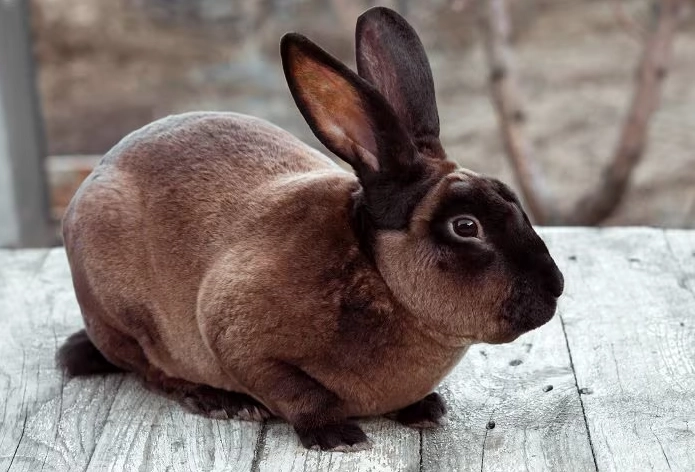 rex rabbit breeds rex rabbit breeds