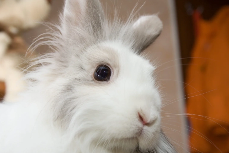 lion's mane rabbit breed lion's mane rabbit breed