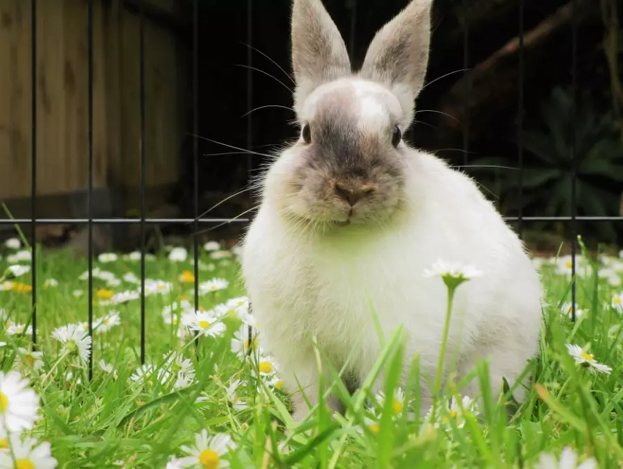 rabbit care guide rabbit care guide