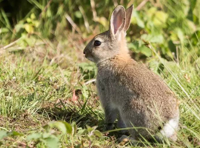 rabbit size comparison rabbit size comparison
