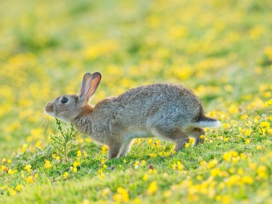 European rabbit size