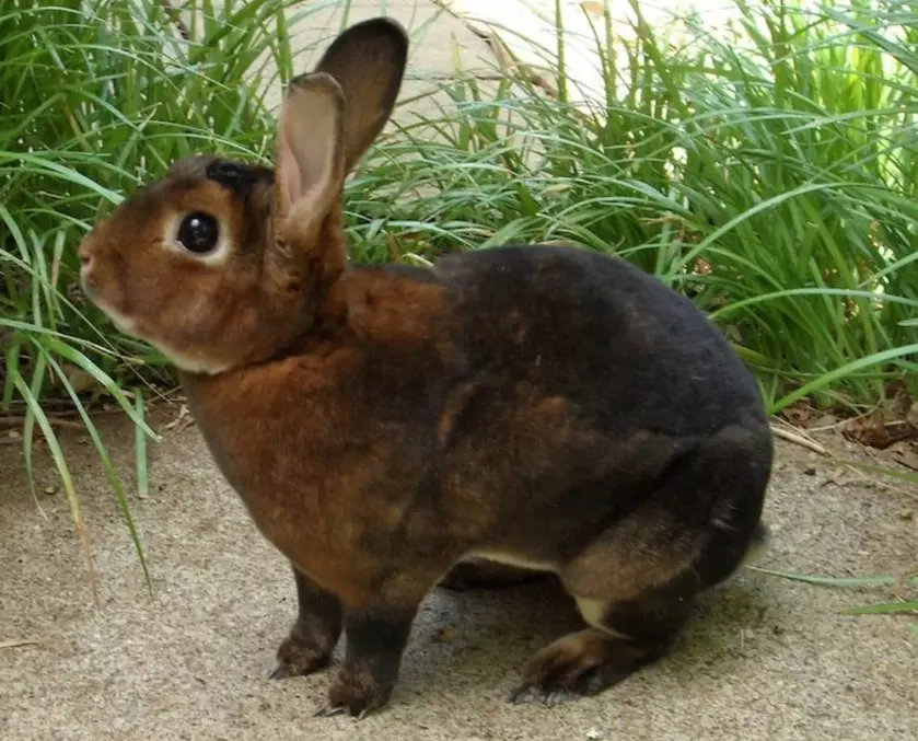 mini rex colors mini rex colors