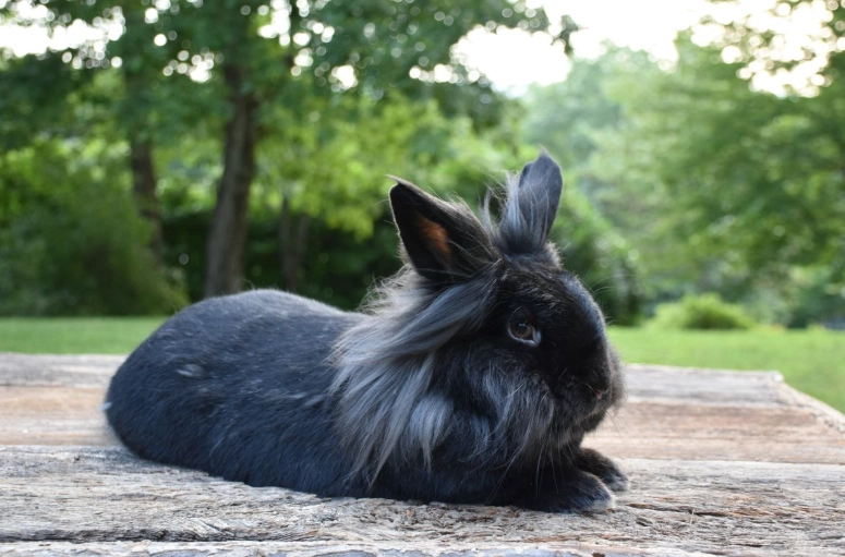 lion's mane rabbit breed lion's mane rabbit breed