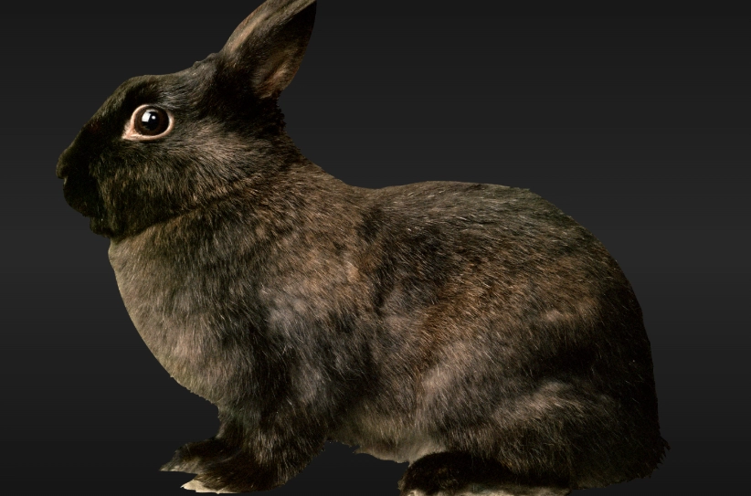 black rabbit breed