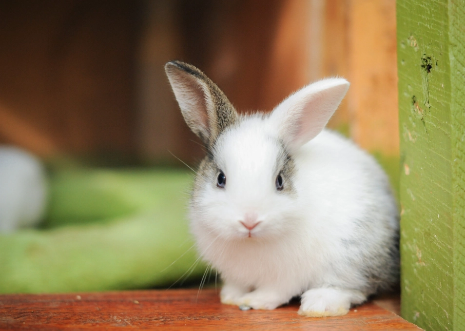 rabbit care longevity