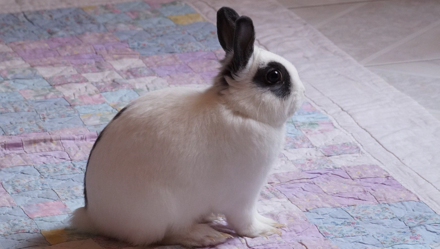 mini rex colors mini rex colors