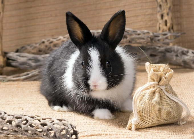 wild rabbit lifespan