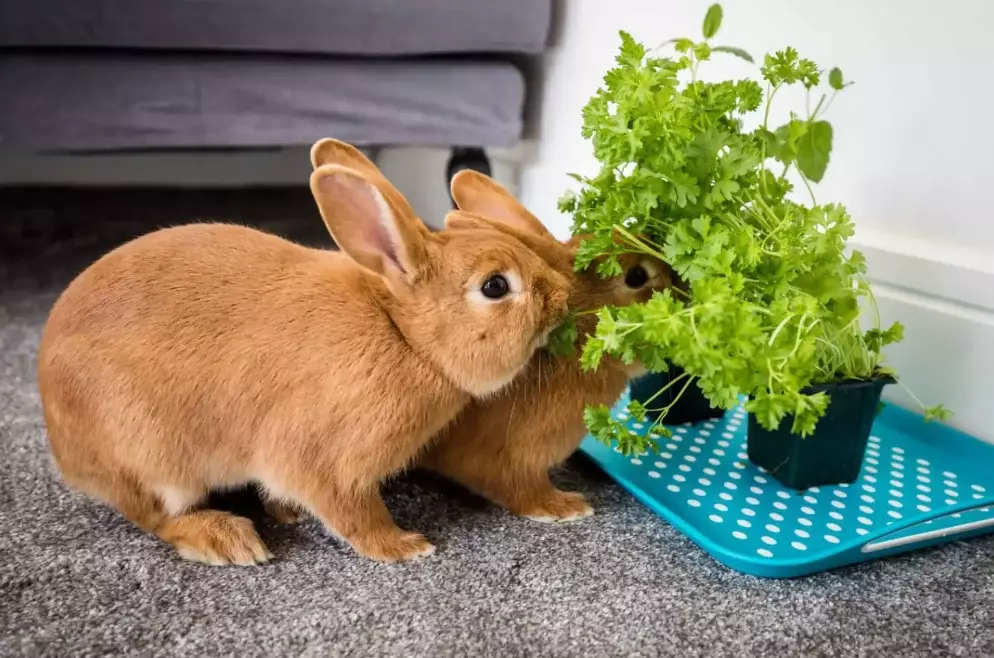 rabbit diet rabbit diet