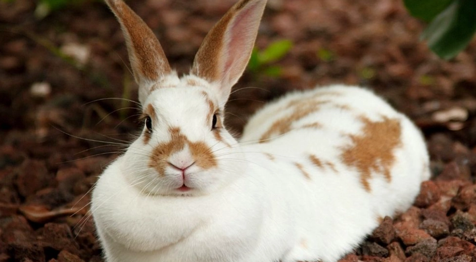 how long do pet rabbits live