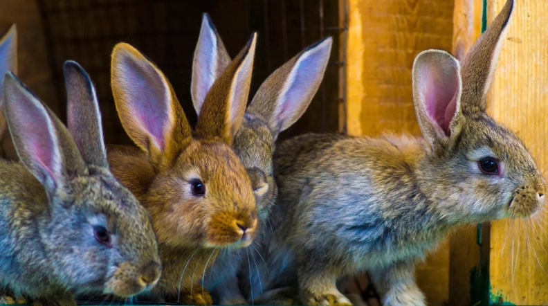 rabbit pregnancy length