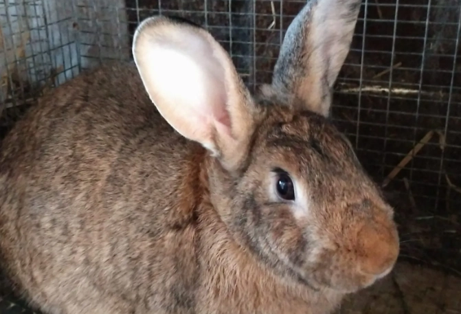 European rabbit size
