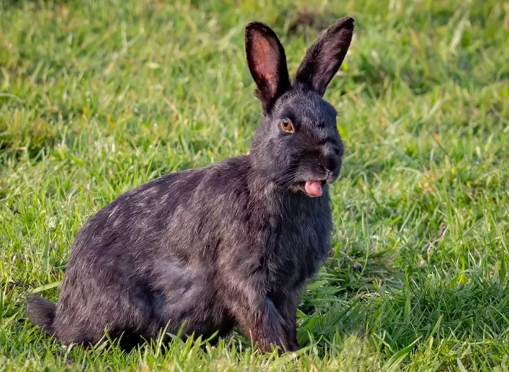 black rabbit care