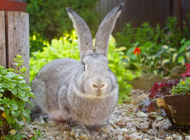 How big do rabbits get