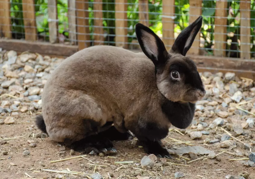 rex rabbit breeds rex rabbit breeds
