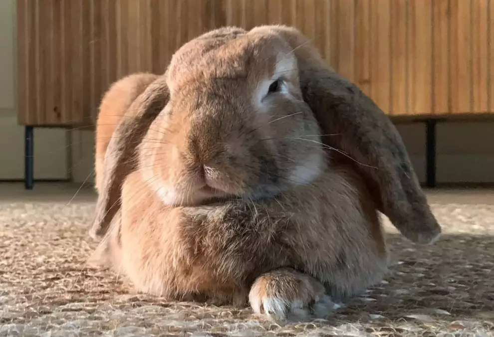 rabbit care longevity