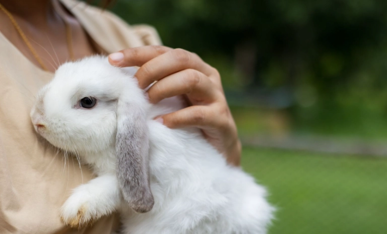 rabbit years to human years rabbit years to human years