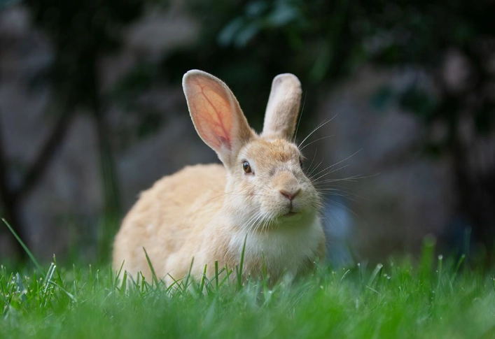 rabbit age calculator rabbit age calculator