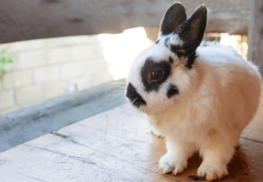 dwarf rabbit lifespan dwarf rabbit lifespan