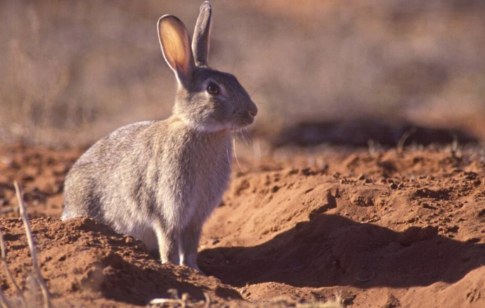 rabbits in australia