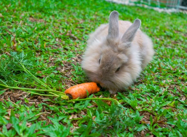 Angora Lionhead rabbit care