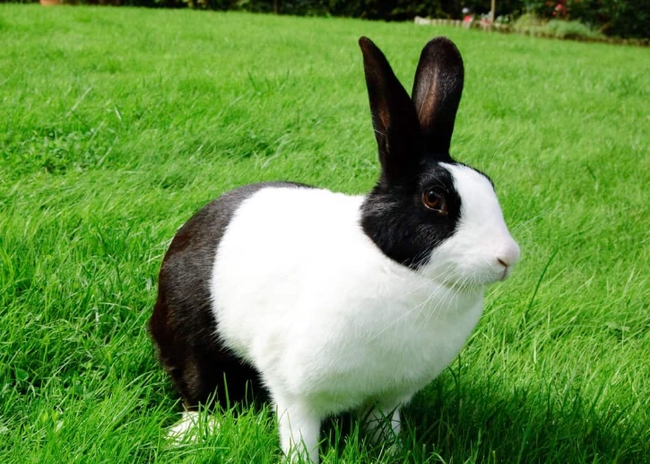 how long do pet rabbits live how long do pet rabbits live