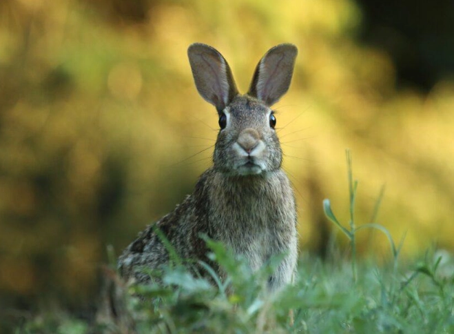 rabbits in australia