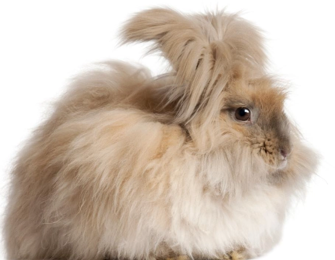 Lionhead Angora mix