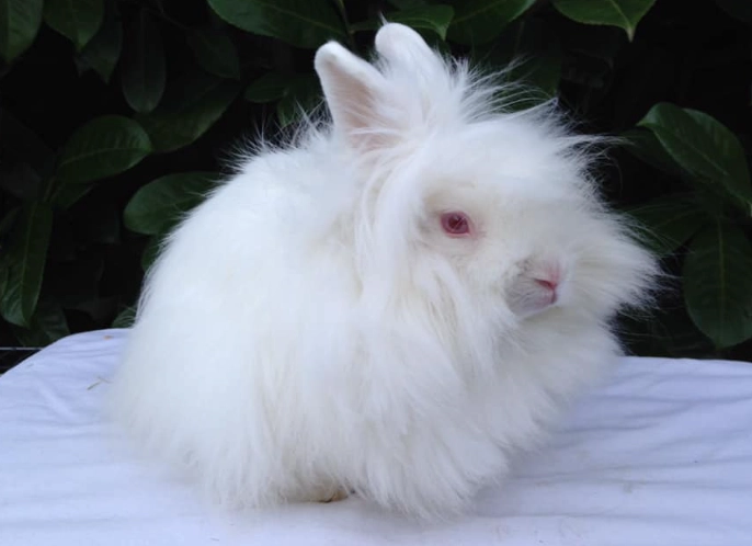 Lionhead Angora mix