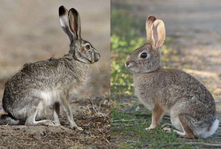 European rabbit vs cottontail