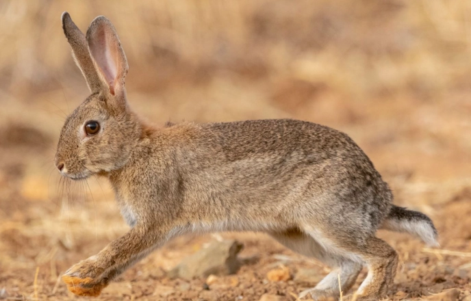 European rabbit invasive species