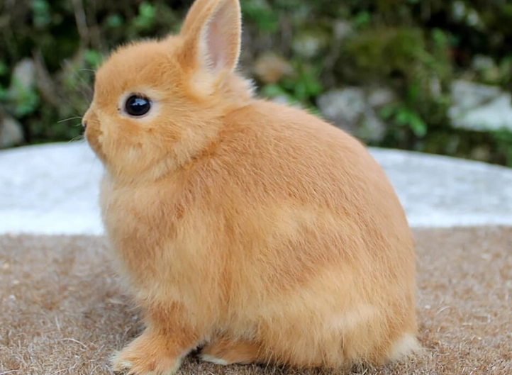 dwarf rabbit lifespan dwarf rabbit lifespan